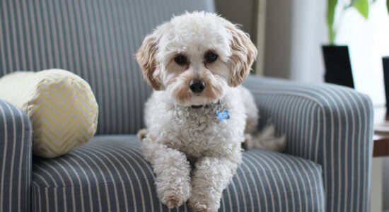 cavapoo