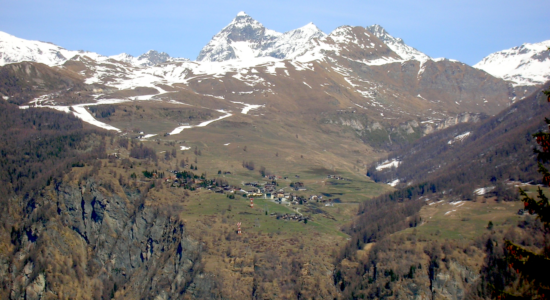Chamois