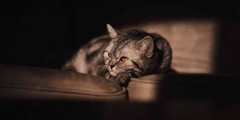 gatto