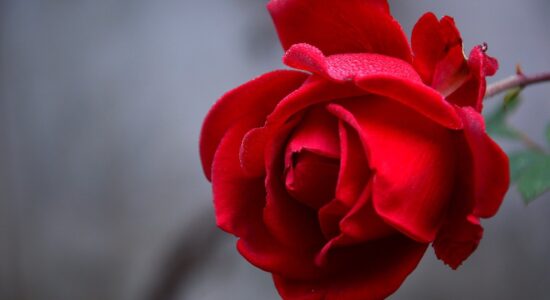 petali di rosa