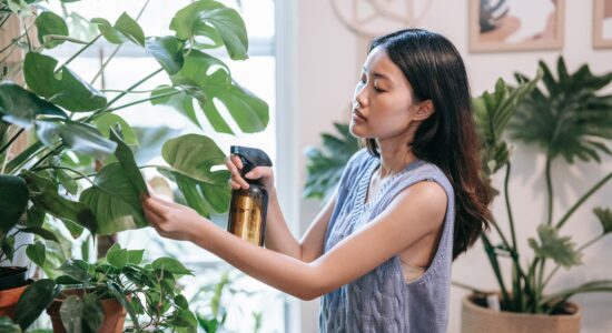 pianta Monstera