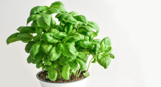 piante