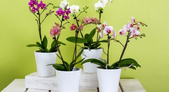 riutilizzare vasi orchidee