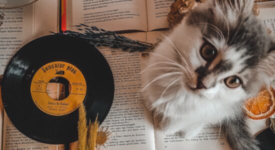 romanzo