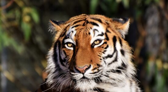 tigre
