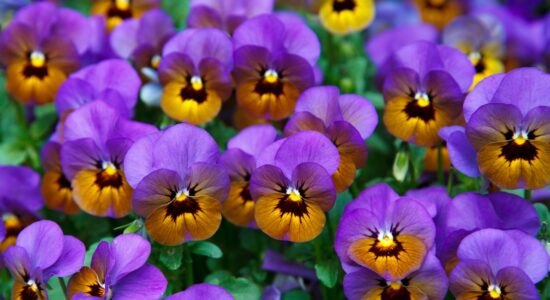 viole