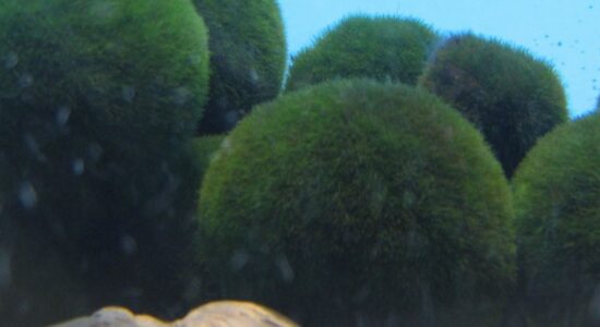 alga marimo