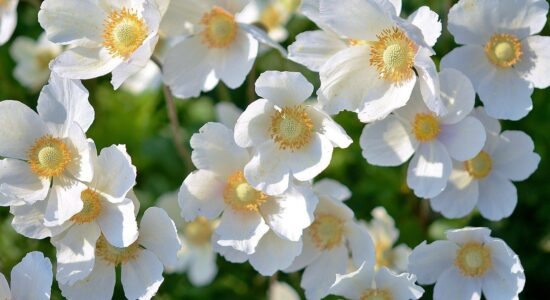 anemone