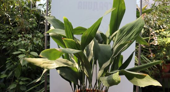 aspidistra