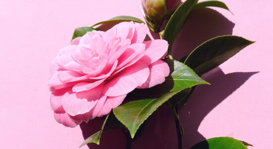 camelia