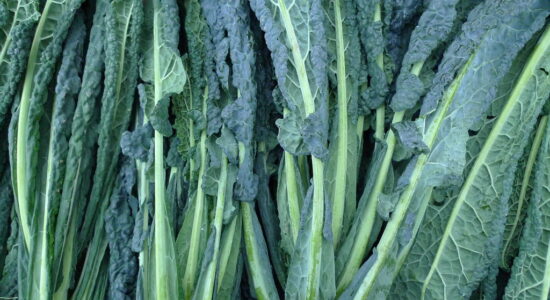 cavolo nero