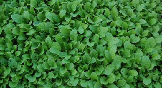 cime di rapa