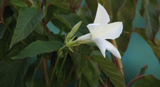 mandevilla laxa