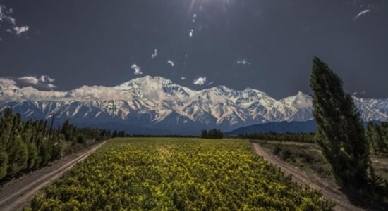 mendoza