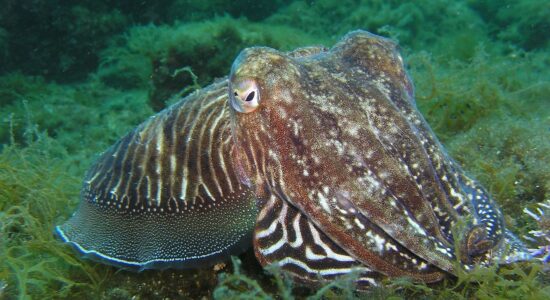 mollusco