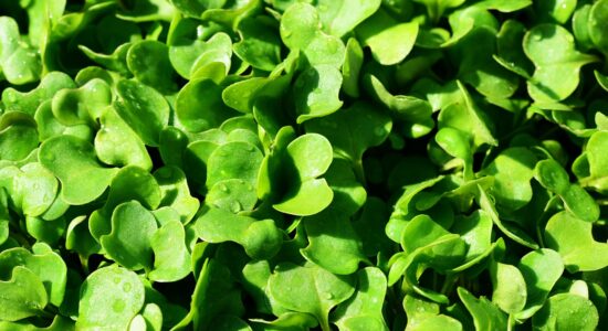 rucola