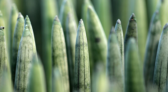 sansevieria