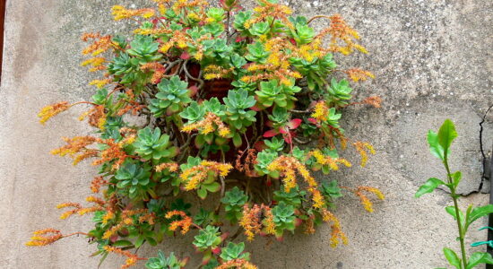 sedum palmeri