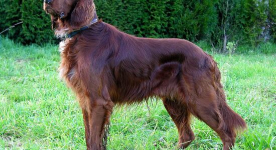 setter