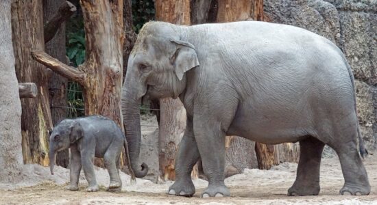 zoo