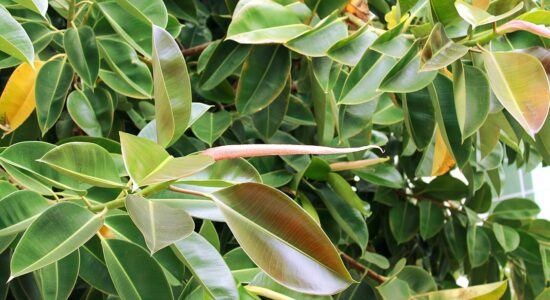 Ficus elastica