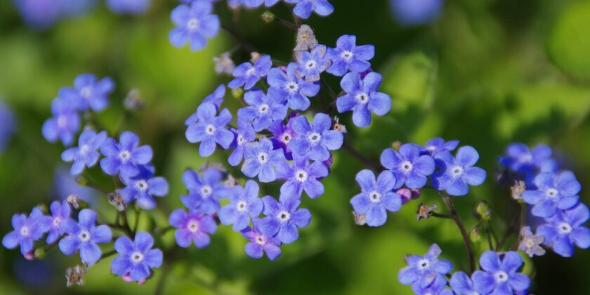 Myosotis