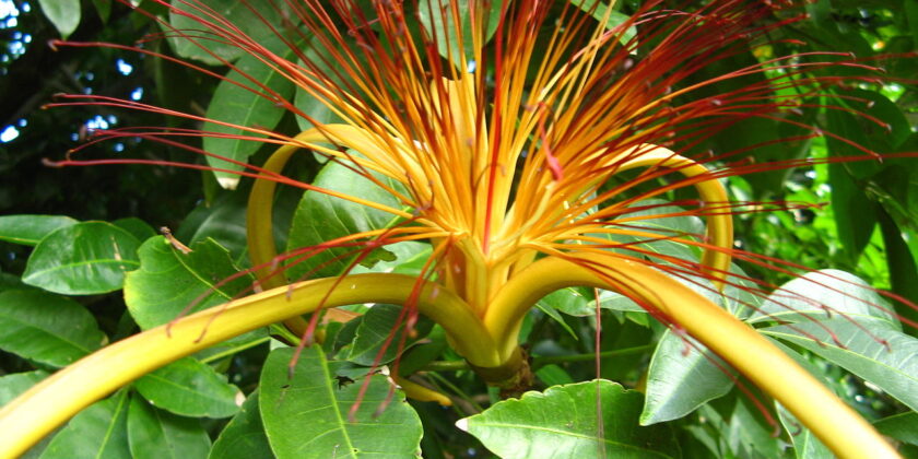 Pachira aquatica