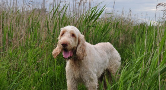 Spinone Italiano