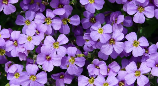 aubrietia