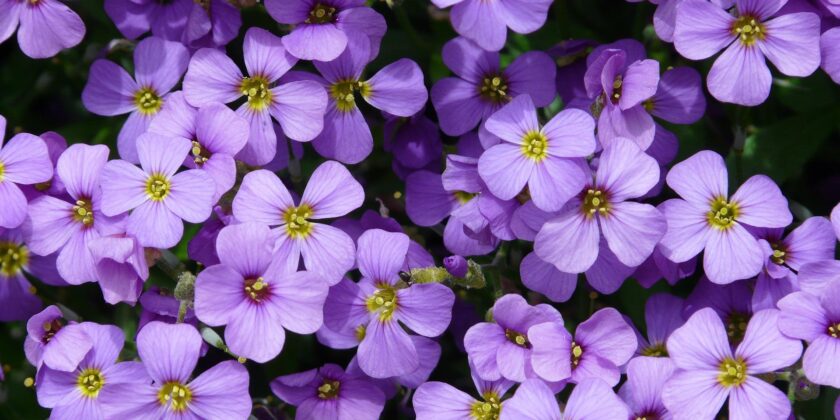 aubrietia