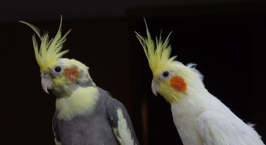 calopsitta