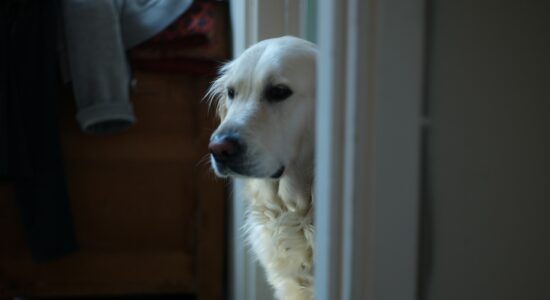 cane