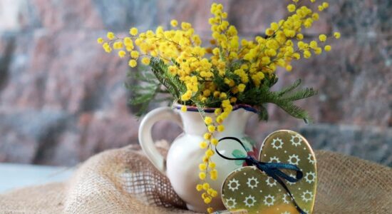 fiore di mimosa