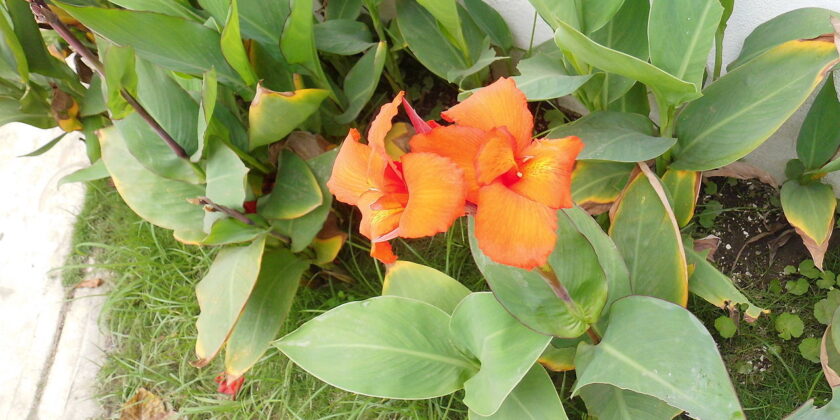 fiori di Canna indica