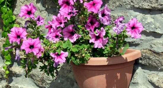 giardino verticale