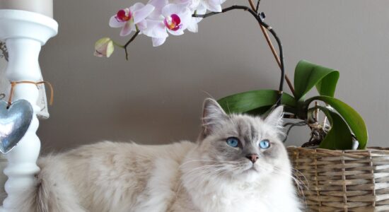 orchidea