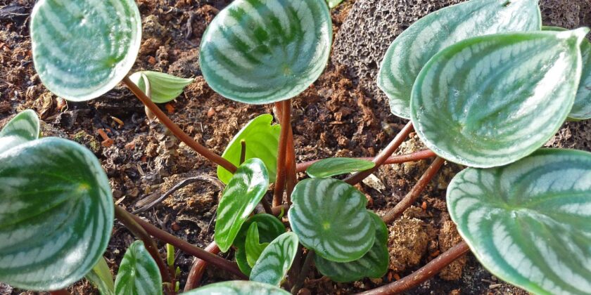 peperomia argyreia