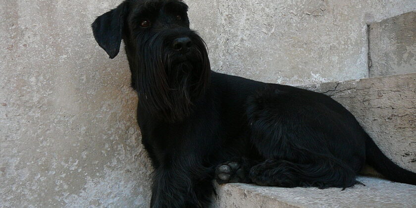 razze cani