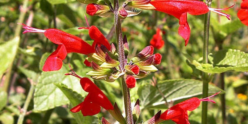 salvia coccinea