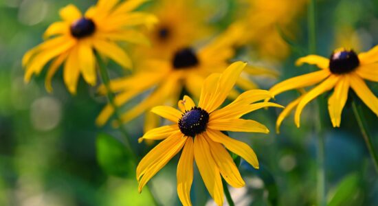 Rudbeckia