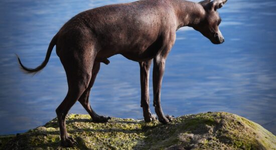 Xoloitzcuintle