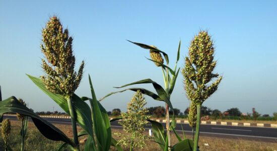 cereale