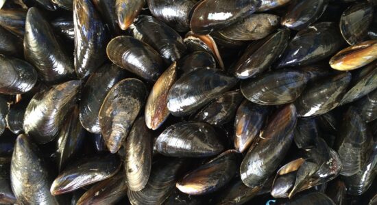 cozze