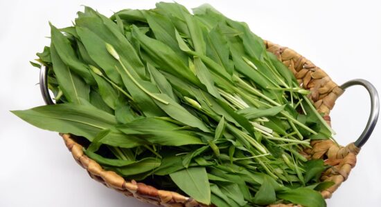 erba aromatica
