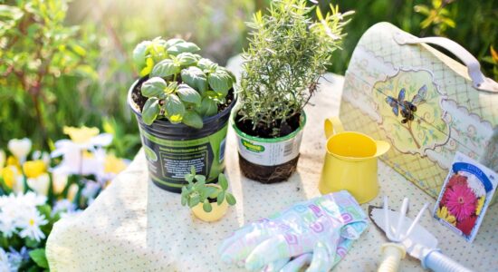 erbe aromatiche