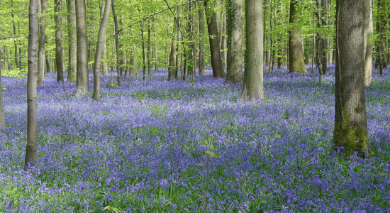 hallerbos