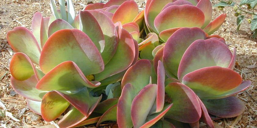 kalanchoe thyrsiflora