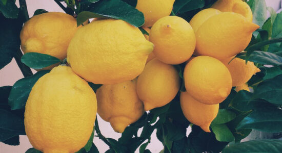 limoni