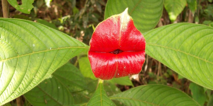 piante psychotria