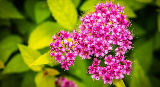 spirea del Giappone